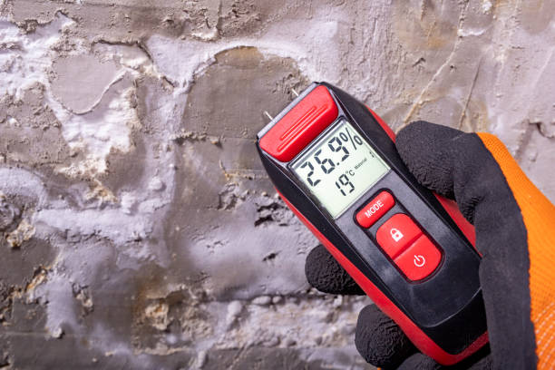 Reliable Palatine, IL Mold Removal Solutions