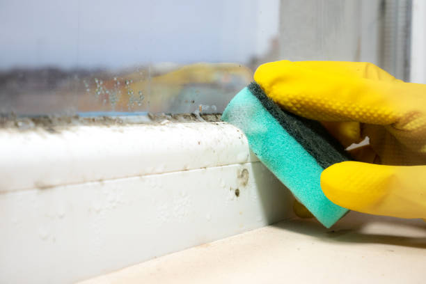 Best Crawl Space Mold Removal  in Palatine, IL