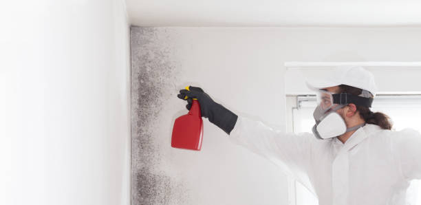 Best Mold Remediation Services  in Palatine, IL