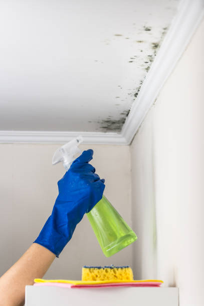 Home Mold Removal in Palatine, IL